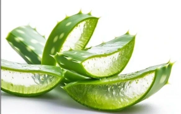 Fresh aloe vera leaves